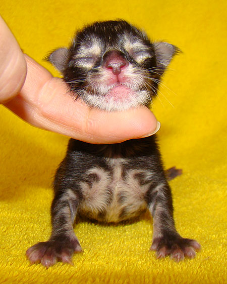     Catsvill County!   !    !       !!!    Catsvill County +7-926-544-74-09     .   ,   ,   ,    ,   ,  ,     ,   -,    ,   !